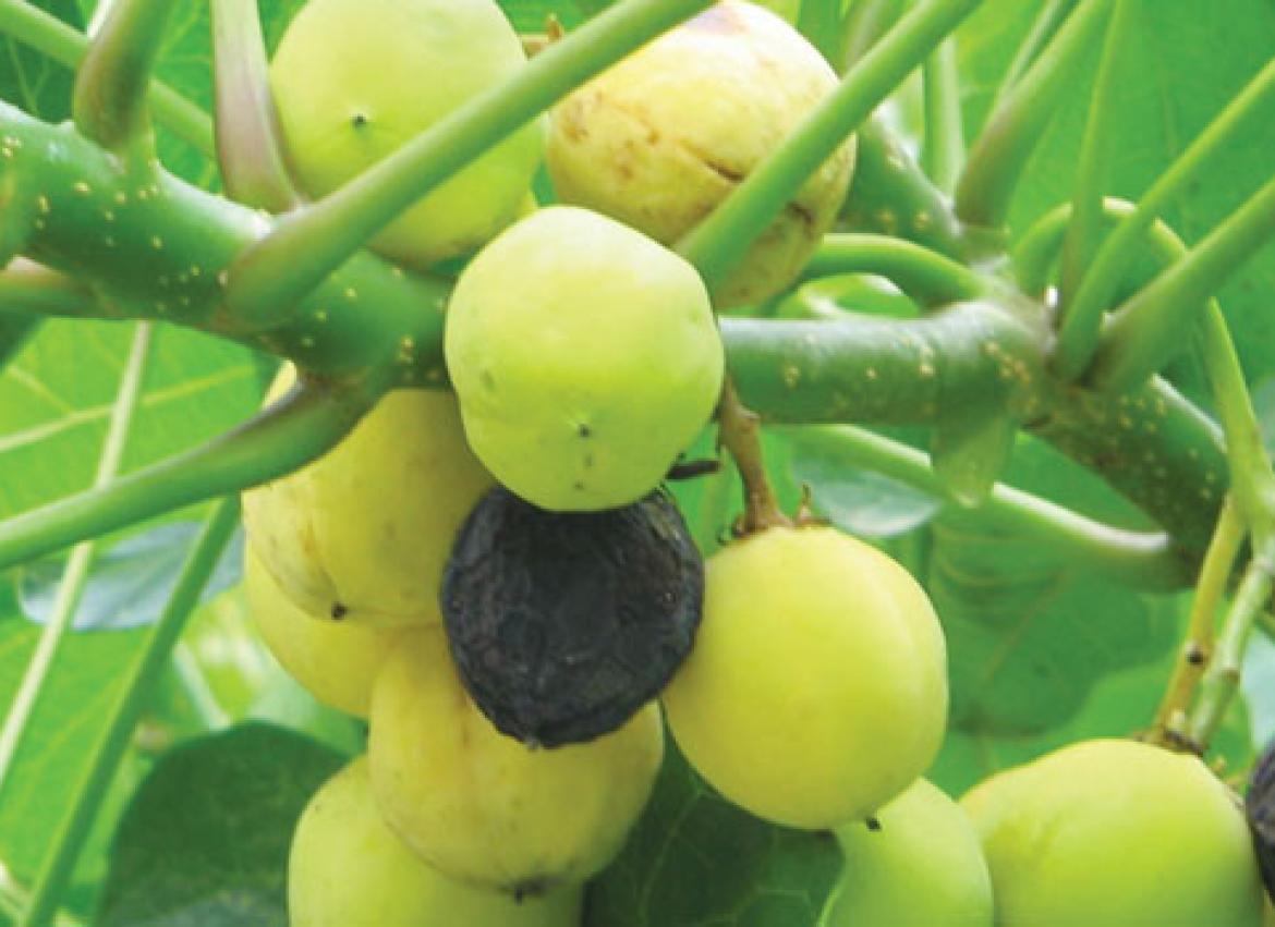 jatropha-pic