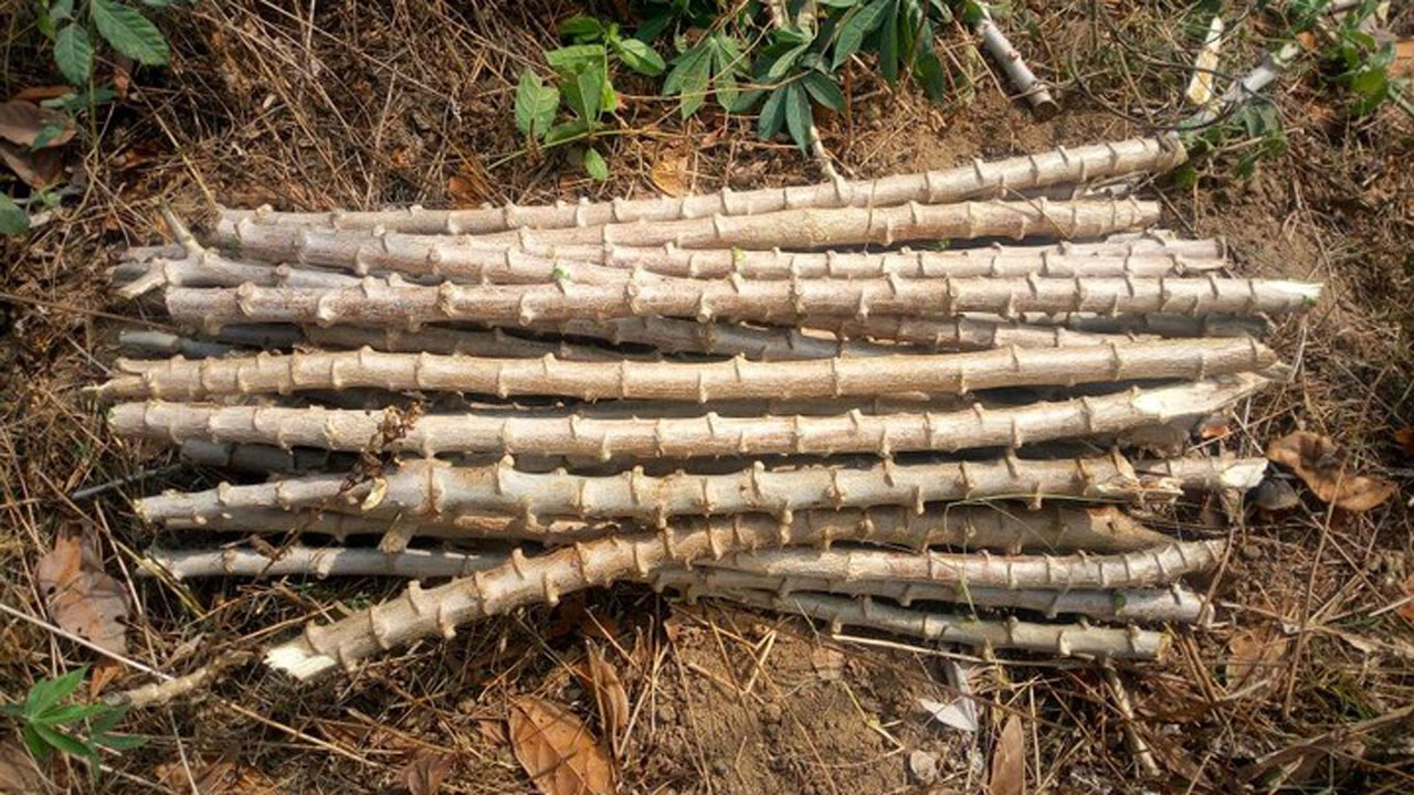 Cassava-stem