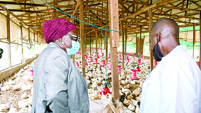 Ogun broiler farm at Odeda
