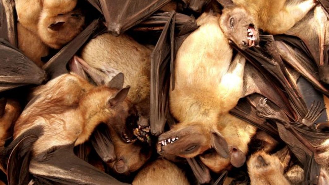 Bats