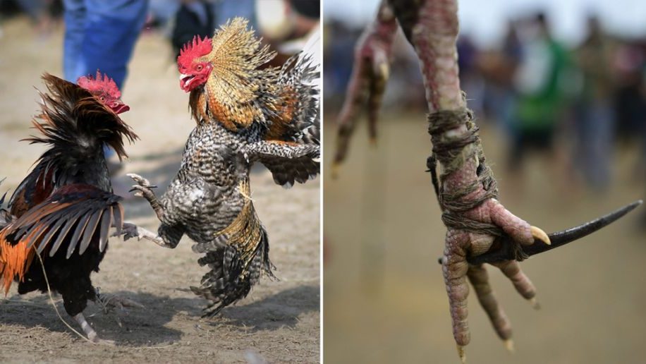 Cockfight in India