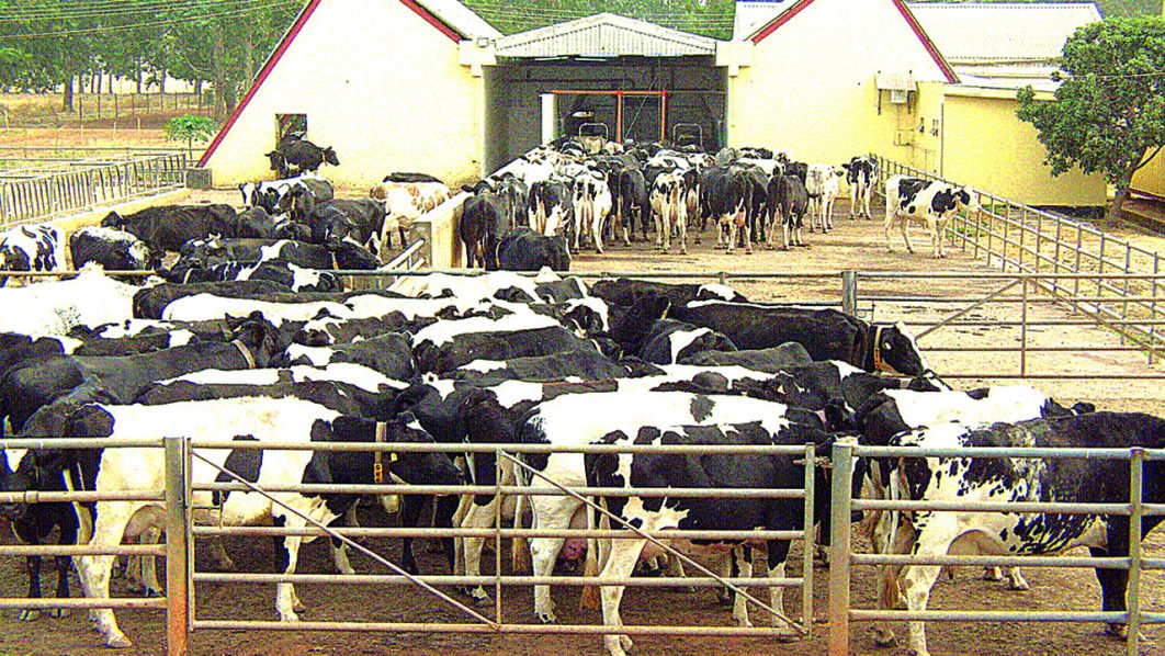 Cattle RANCH