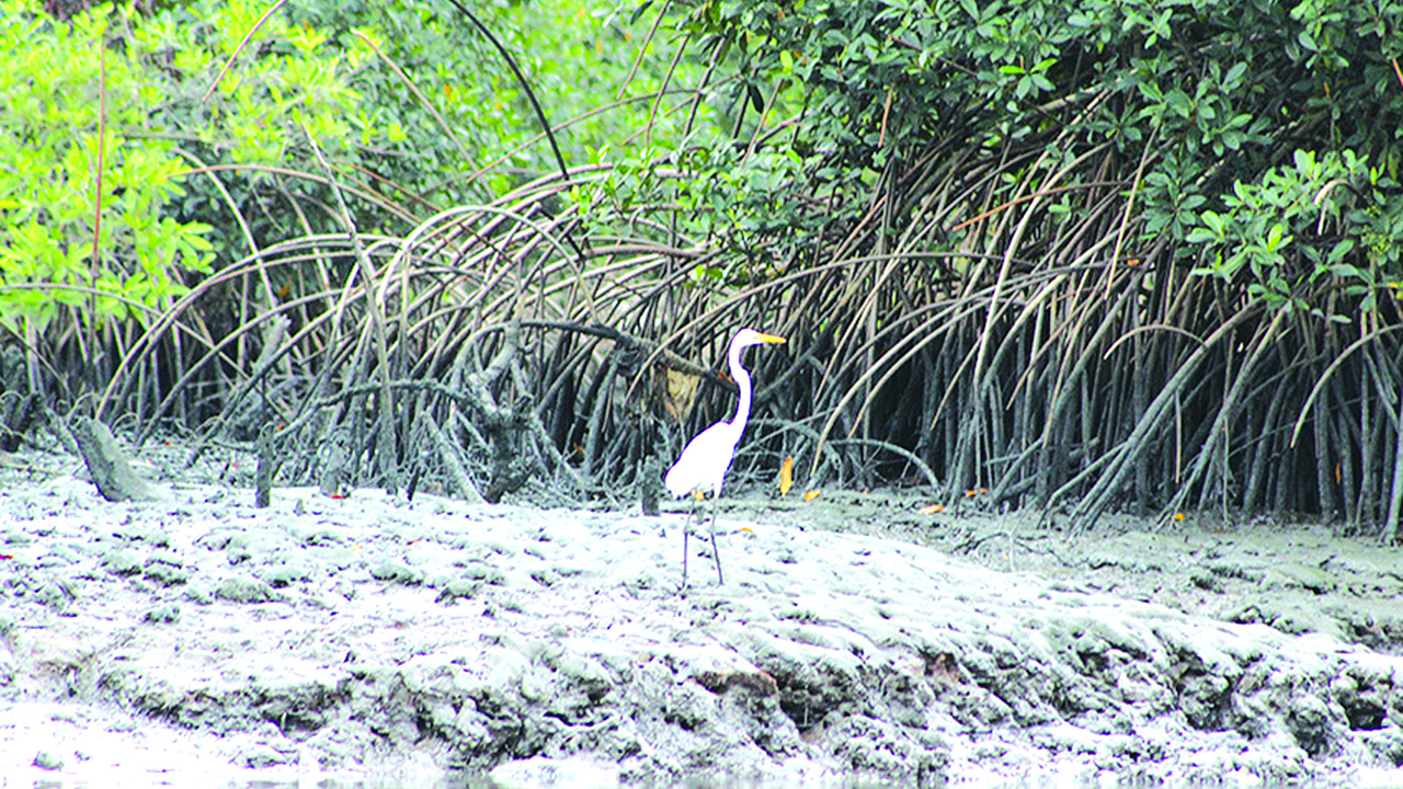 niger delta