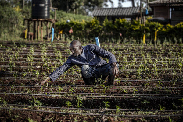 New report finds fruit, vegetables, protein remain out of reach for most Africans