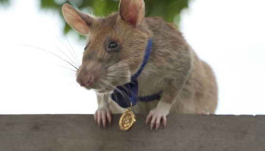 topic-5-maguawa-rat-wins-world-gold-medal-on-25-09-2020-by-apopo-visitor-center-1