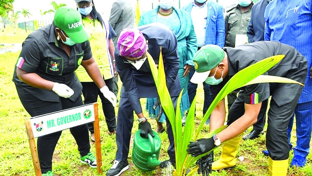 TREE PLANTING