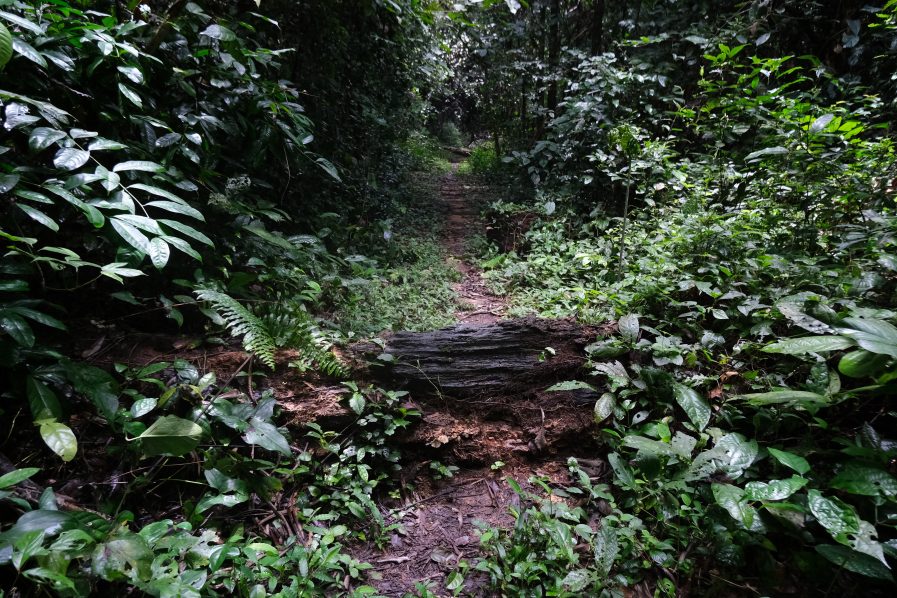 NIGERIA-ENVIRONMENT-NATURE-ANIMAL