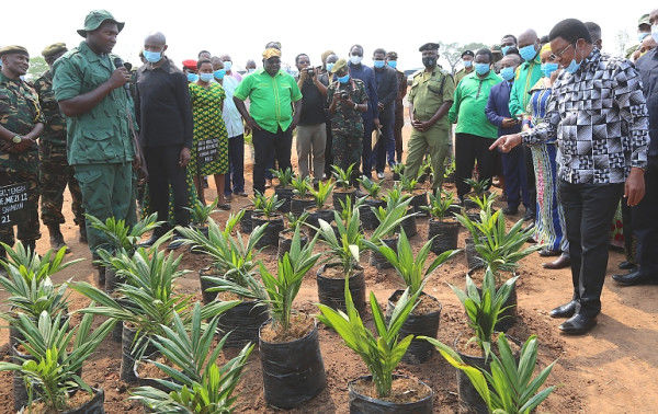 Fresh Impetus for Palm Tree Production