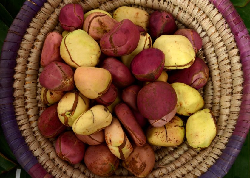 Kola nut. Photo Ecwid