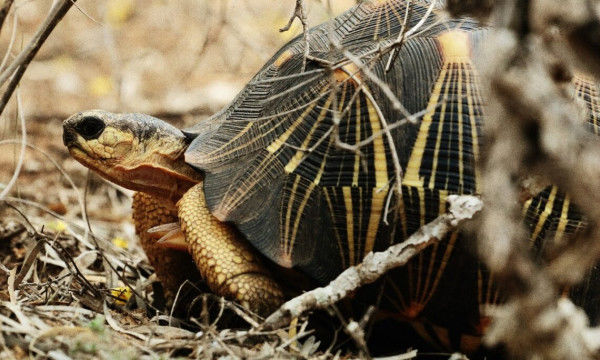 U.S. Government Launches New Project to Combat Corruption and Wildlife Trafficking in Madagascar