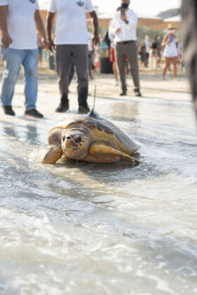 Jumeirah Group’s Dubai Turtle Rehabilitation Project Reaches Important Milestone with Latest Release