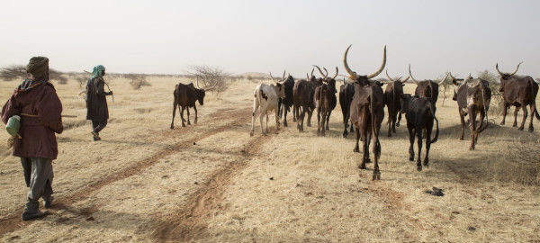 FAO destaca necessidade urgente de recuperar terras degradadas em África