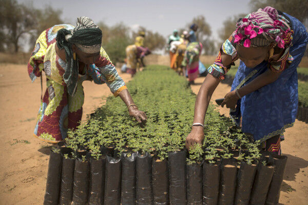 Africa’s Great Green Wall gives viable return on investments, FAO-led study finds