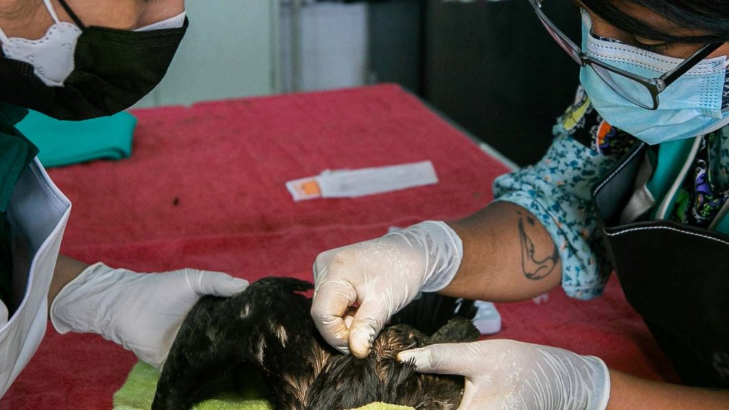 PERU-TONGA-VOLCANO-TSUNAMI-OIL SPILL-WILDLIFE