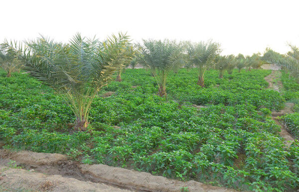 Eritrea: Date Palm Plantations Progressing to Semi-Commercial Stage