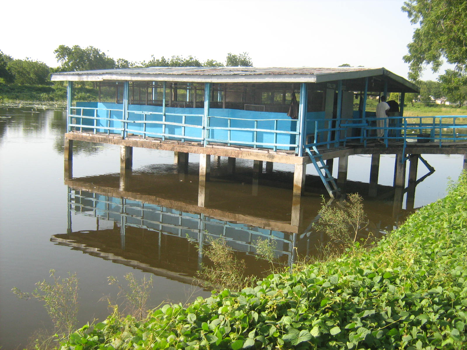 CHICKEN-FISH FARMING