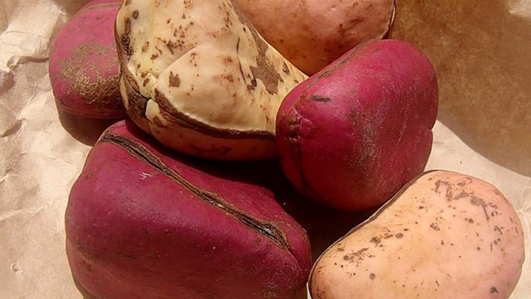 Kola nut. Photo Getty