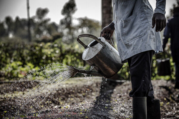 FAO launches new phase of agriculture policy initiative with $11 million grant from Bill and Melinda Gates Foundation