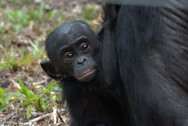 Endangered Bonobos Returned to Wild – Second Time in History