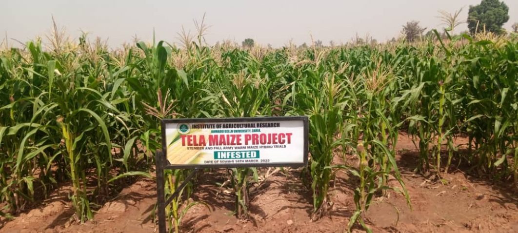 Maize