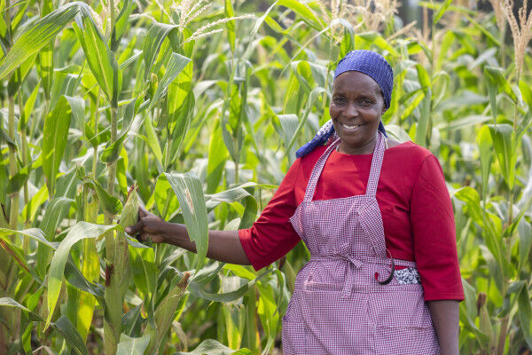 Kenya: African Development Bank Approves a €63 Million Loan to Increase Cereals and Oil Seed Production