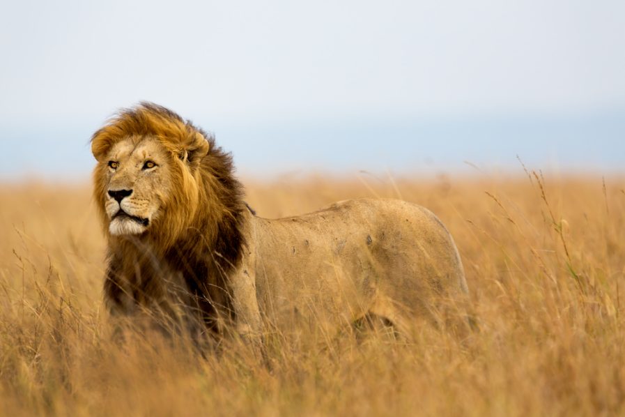 mighty_lion_watching_the_lionesses_who_are_ready_for_the_hunt_in_masai_mara,_kenya