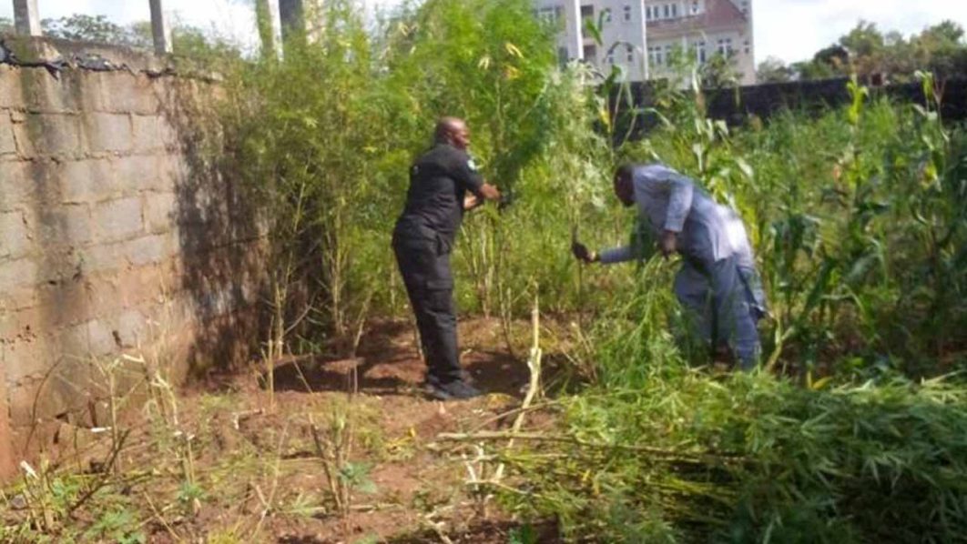 Cannabis farm