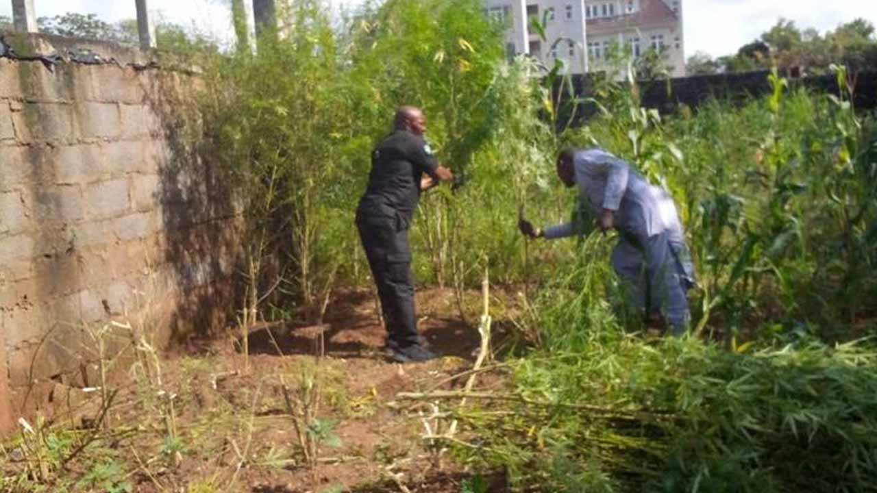 Cannabis farm