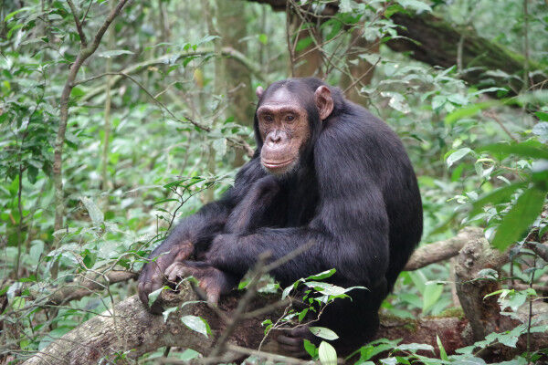 Forest Stewardship Council (FSC) Certifies Three National Parks in Uganda