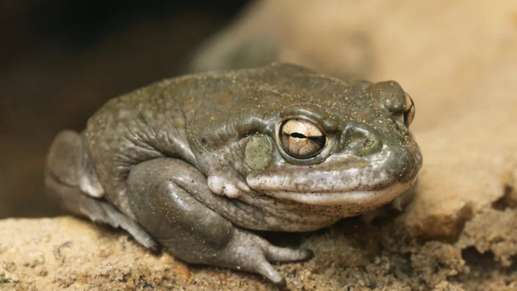 Psychedelic toads