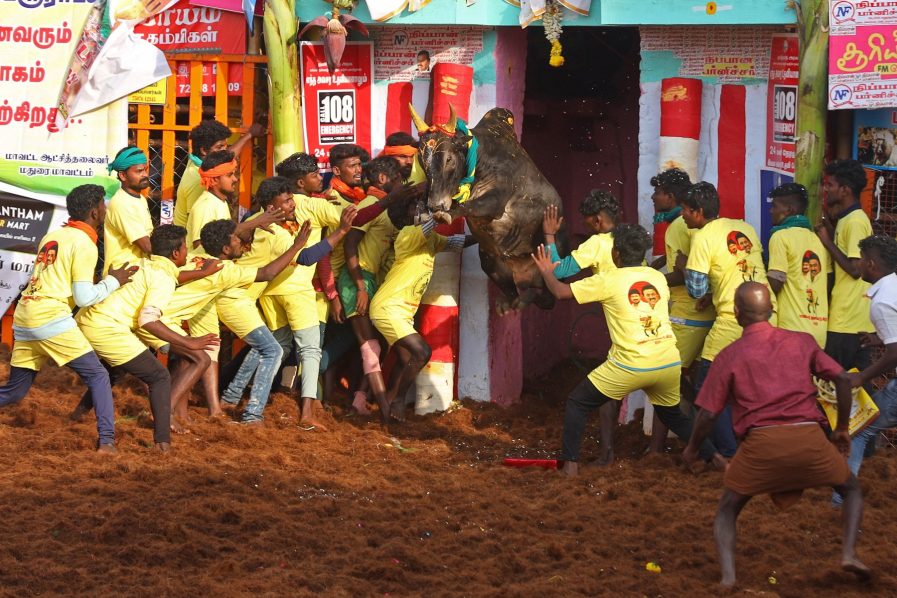 INDIA-FESTIVAL-BULL