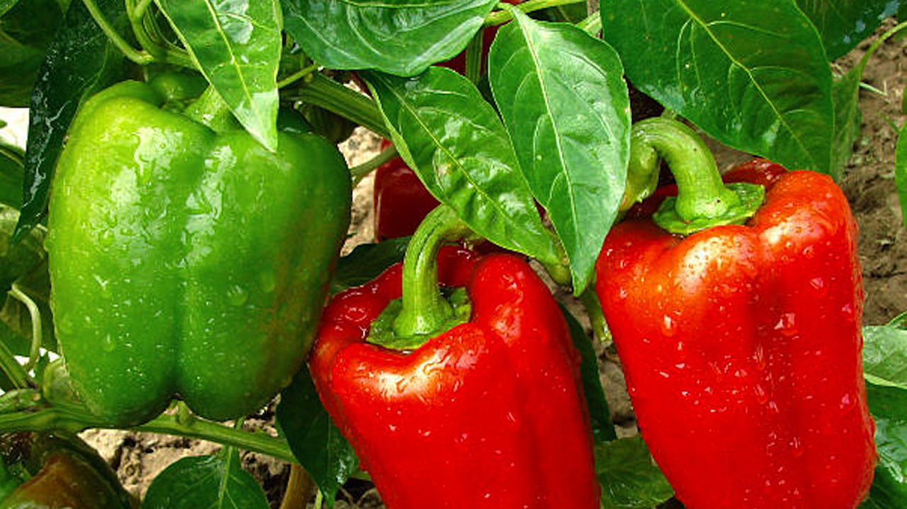 red and green peppers growing in a garden