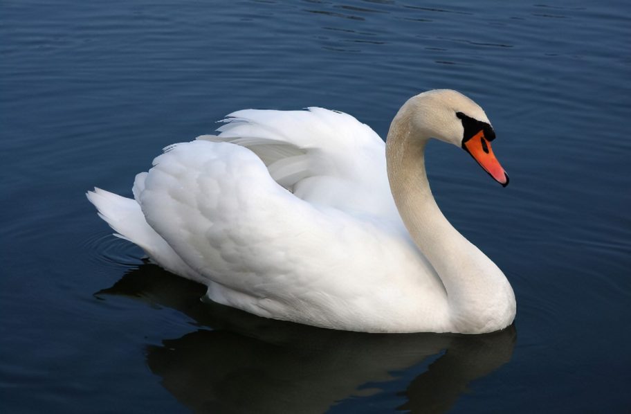 swan