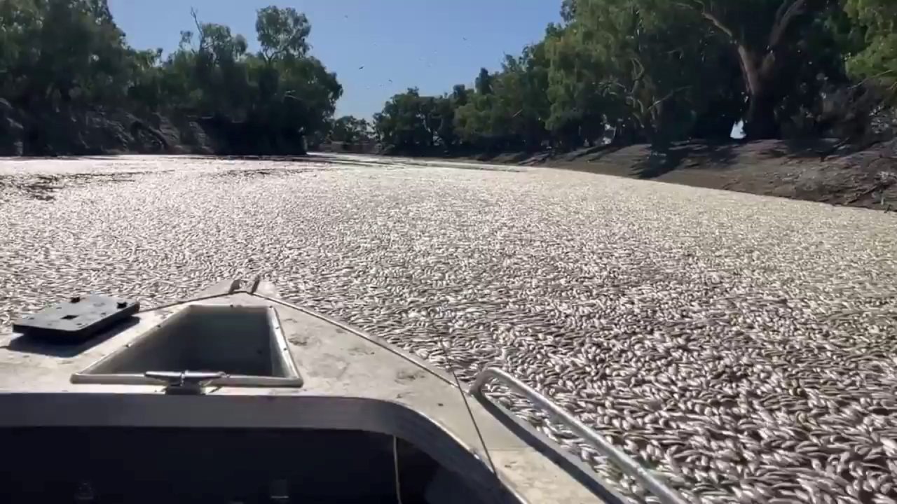 AUSTRALIA-ENVIRONMENT-FISH
