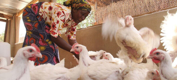 The Food and Agriculture Organization (FAO) makes case for meat, eggs and milk as ‘essential source of nutrients’