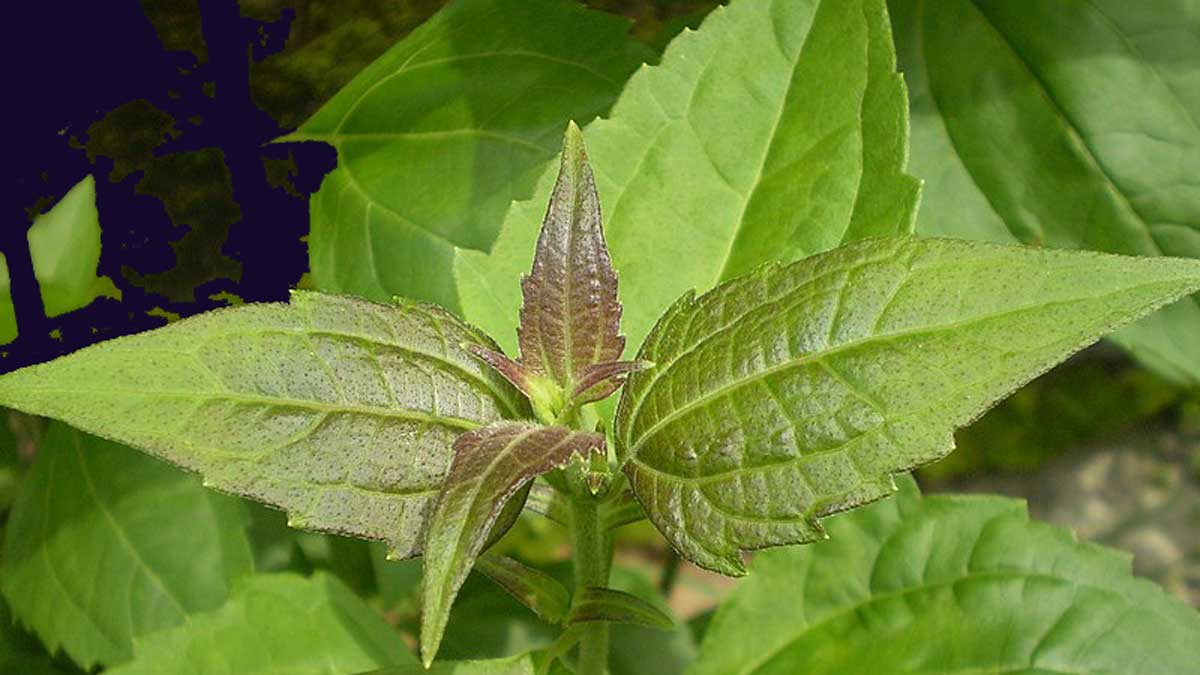Chromolaena-odorata