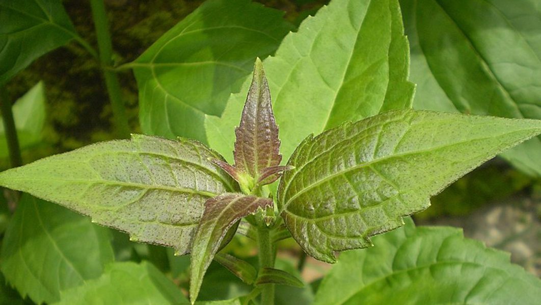 Chromolaena odorata