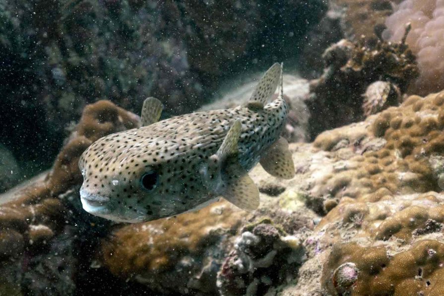 puffer-fish-deaths-041023-1-bf9d89f6f92f4e3b83ebaf7269ee86d0