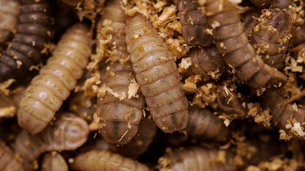 IMG_Canva-blacksoldierflylarvae