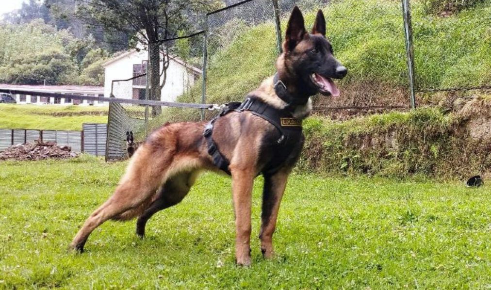 COLOMBIA-ACCIDENT-PLANE-DOG-WILSON