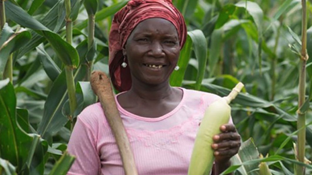 Maize Farm