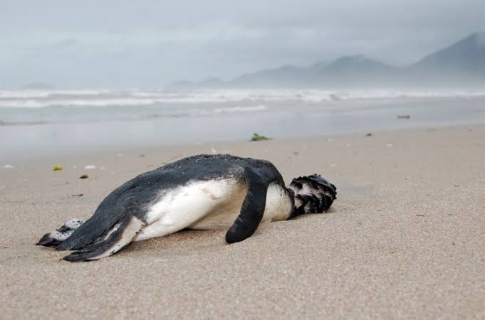 Penguin