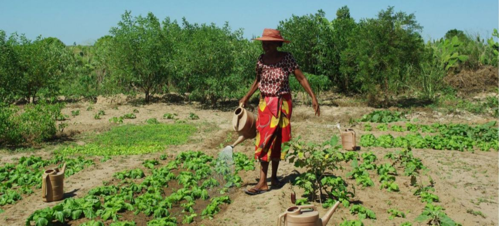 From seeds to solar power in Madagascar: A UN Resident Coordinator blog