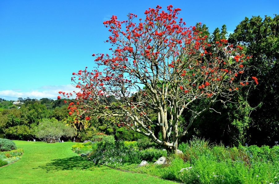 kirstenbosch