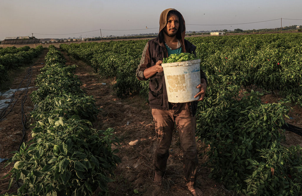 PALESTINIAN-ISRAEL-CONFLICT-GAZA-AGRICULTURE