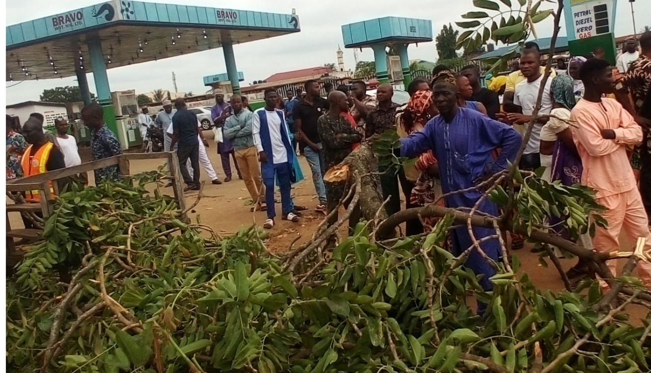 Fallen-tree-Ilorin