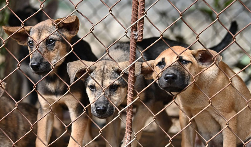 VIETNAM-ANIMAL-MEAT-DOG