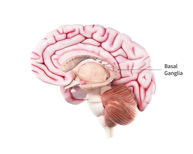 NIA_Brain_Medical_Graphic_for_Parkinsons_Disease_102721_500px-02