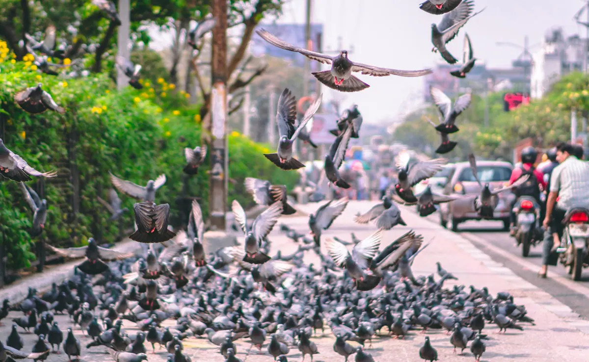 avo0440o_pigeons_625x300_05_December_23