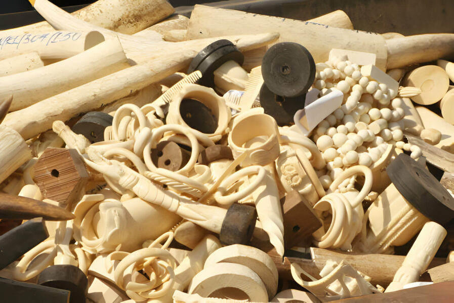 Elephant-Tusks-ivory-Nigeria-Destroyed-4